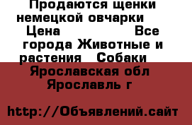 Продаются щенки немецкой овчарки!!! › Цена ­ 6000-8000 - Все города Животные и растения » Собаки   . Ярославская обл.,Ярославль г.